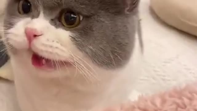 cats meowing | funny cats | cat meowing