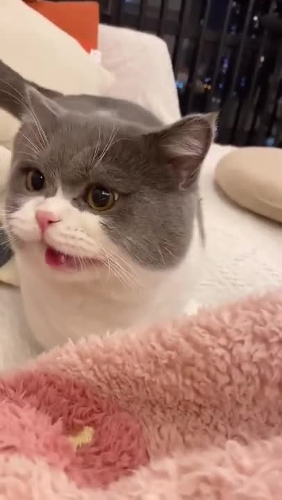 cats meowing | funny cats | cat meowing