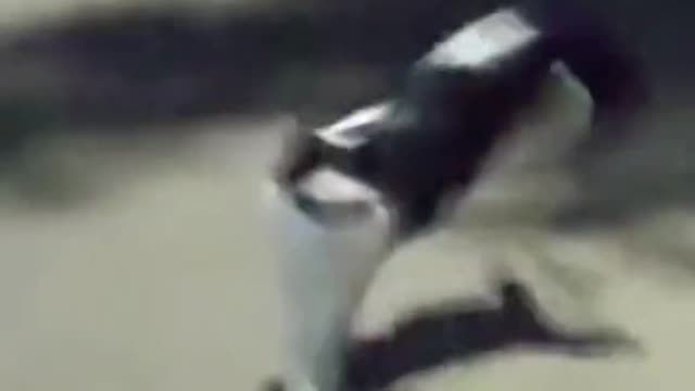The cat runs so fast