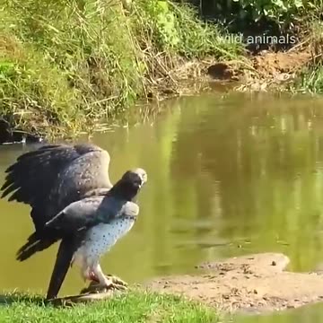 eagle Vs Monitor lizard