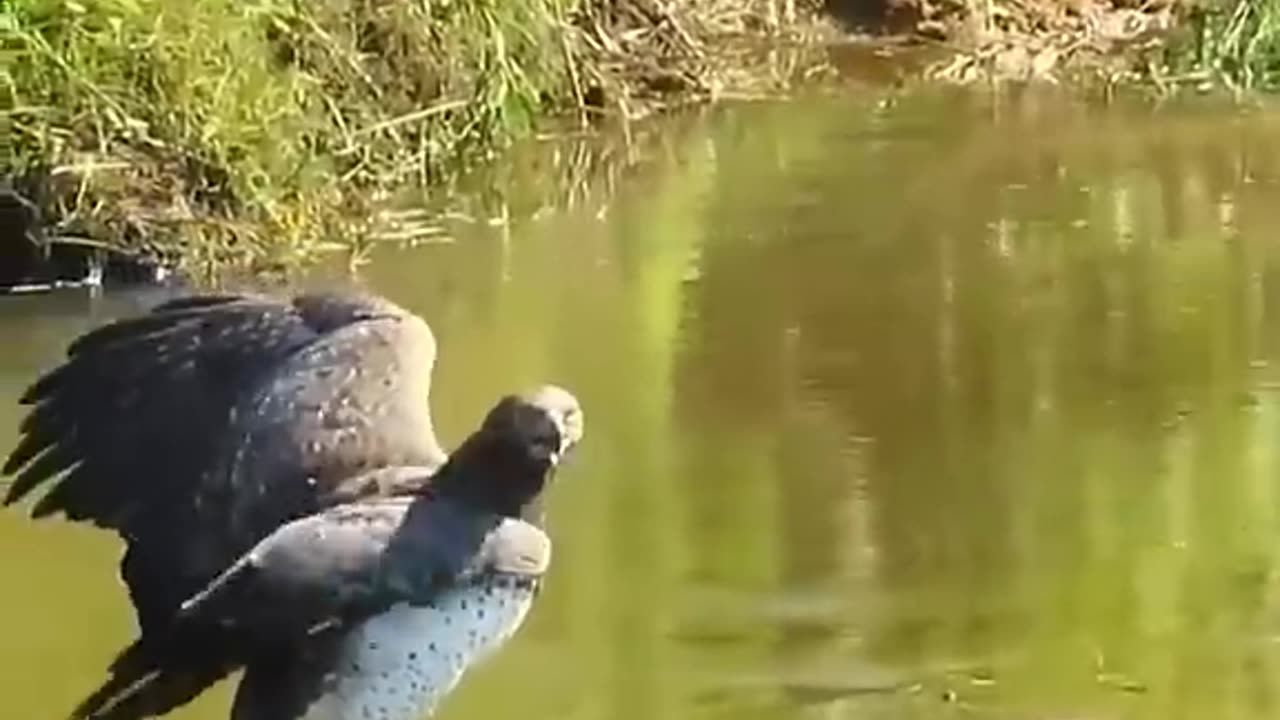 eagle Vs Monitor lizard