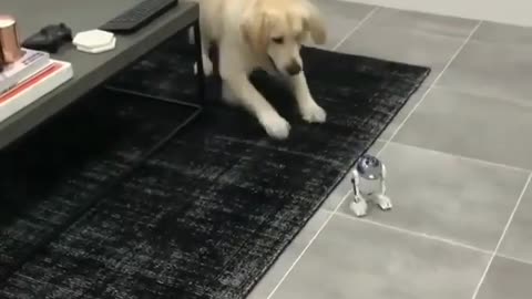 robot and dog