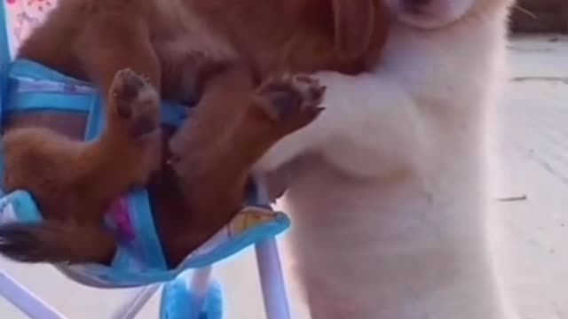 Mother dog took her baby out to see the scenery.
