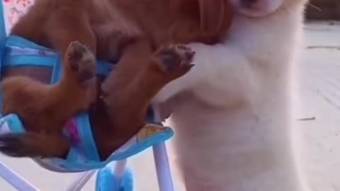 Mother dog took her baby out to see the scenery.
