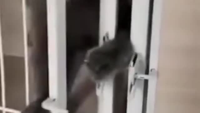 Viral cat funny videos closing lock