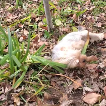 Hilarious Yorkie decides he's not going inside