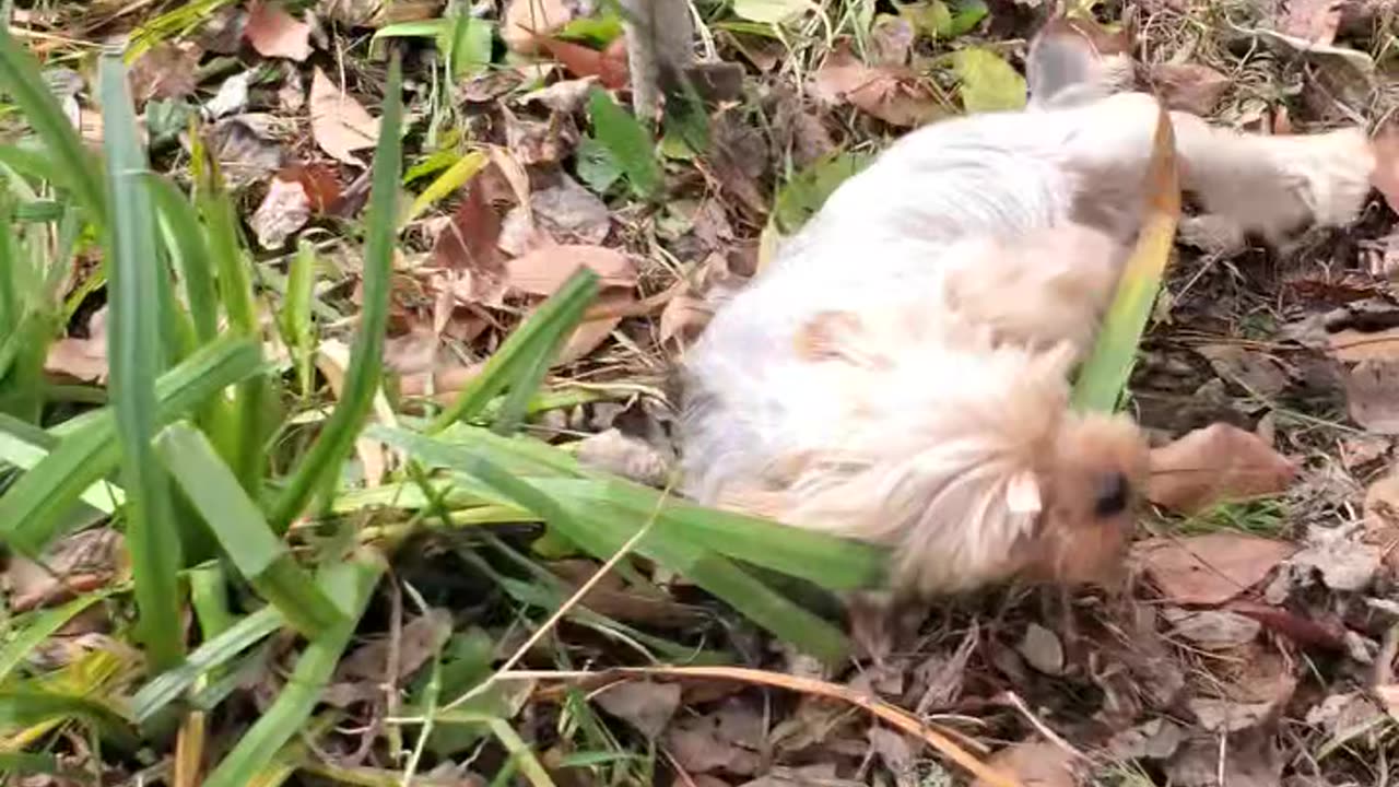 Hilarious Yorkie decides he's not going inside