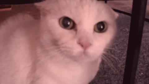 Kitty become dangerous if you not give her food