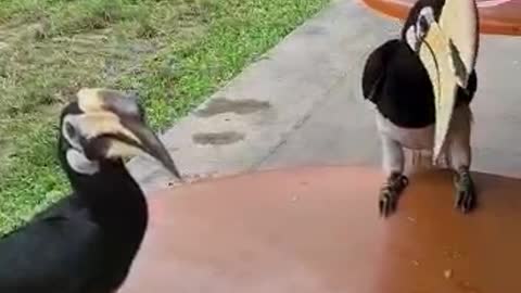 Hornbills dine with humans