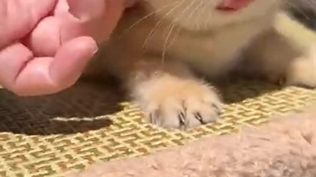 Cute Cat Funny Video
