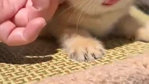 Cute Cat Funny Video