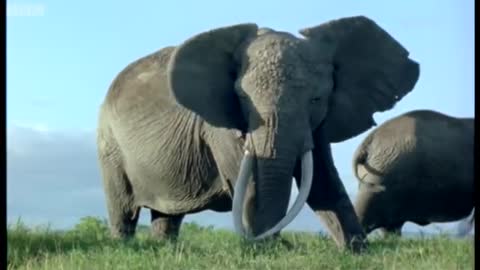 Elephant Mating, Fighting, and Pregnancy | Animals: The Inside Story | BBC Earth