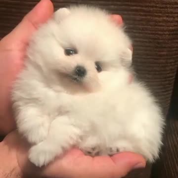 Cute baby dog