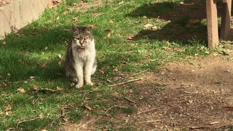 a cat sitting idly staring at it