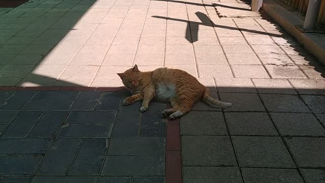 Korean cat resting in the shade