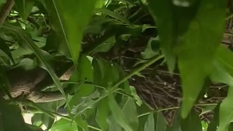 Turtle Dove