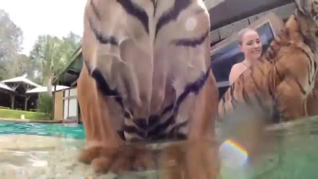 Animal love toward Humans