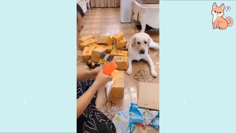 cute funny and smart dogs collection