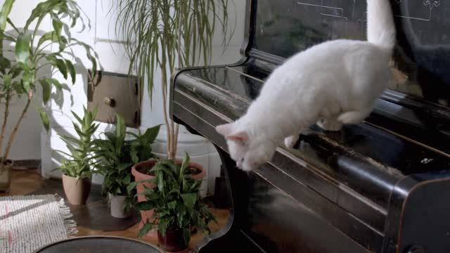 funnycats