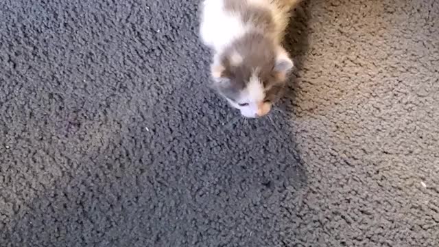 Cute kitten