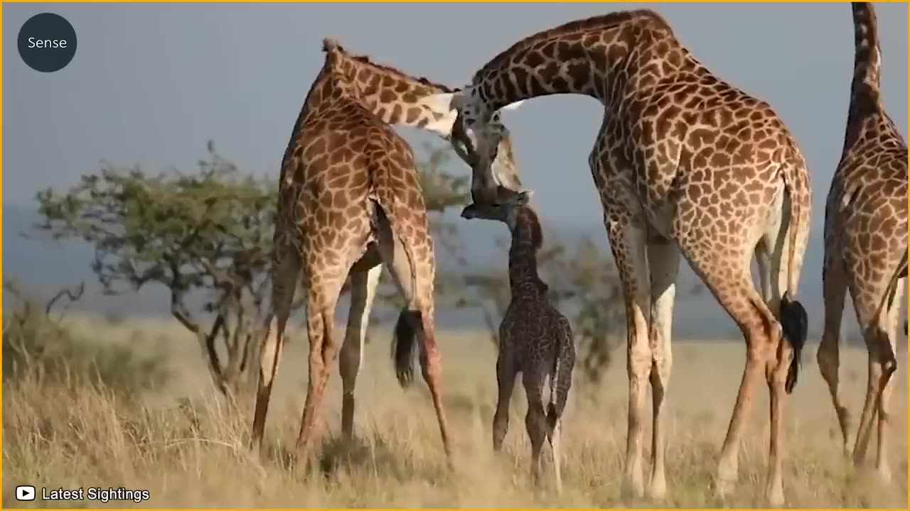 Giraffe Alone Defeats A Herd Of Lions Painful - Ending For The Lions Of Gluttony _ Wild Animals