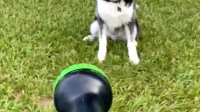 Water pup and husky
