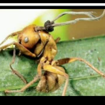 Did You Know? Some fungi create zombies, then control their minds || FACTS || TRIVIA