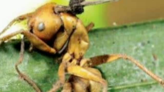 Did You Know? Some fungi create zombies, then control their minds || FACTS || TRIVIA