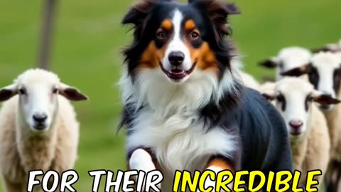 Fun Facts About Australian Shepherds You Need to Know!