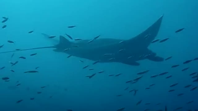 stingray floating in the sea