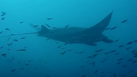 stingray floating in the sea