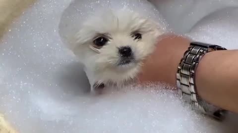 🤩The best way to clean a dog watch