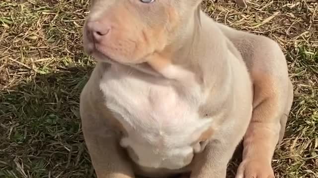 cute american bully puppy