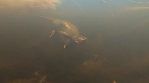 Turtle Underwater