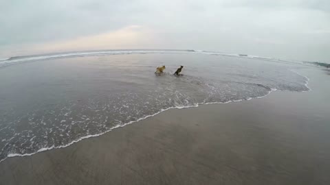 Two Cute Puppies Love Running & Playing Around On The Beach!