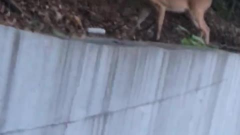 Deer by my space