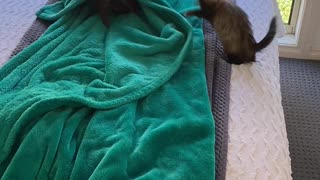 Falling Ferret Does Backflip off Bed