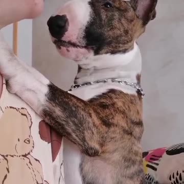 Cute dog giving a kiss