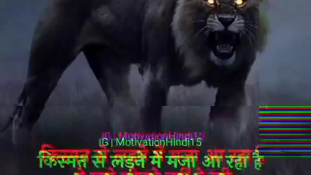 lion vs tiger and tiger vs lion munna lal prajapati