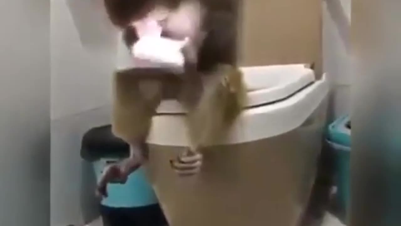 Funny Monkey