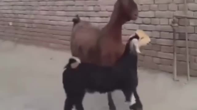 These goats are completely funny dancing to this song