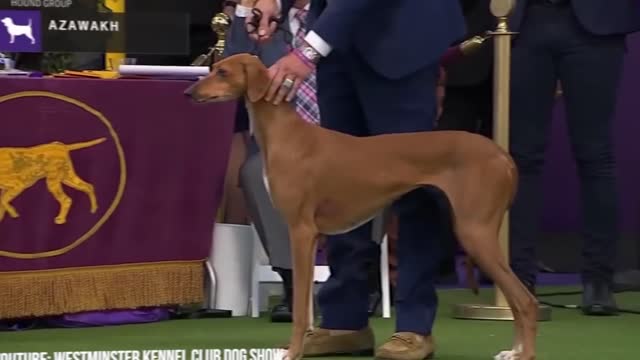 15 Most Expensive Dogs in the World