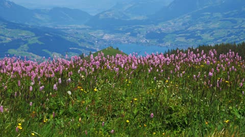 Sea Of Flowers - 44023