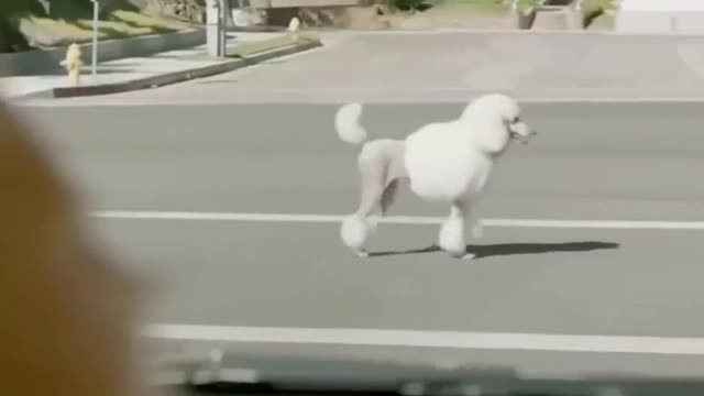 God, now dogs can drive, we have to evolve too! !