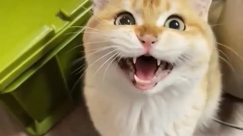 Cute cat funny cat cat funny video cat video cat laughing funny video