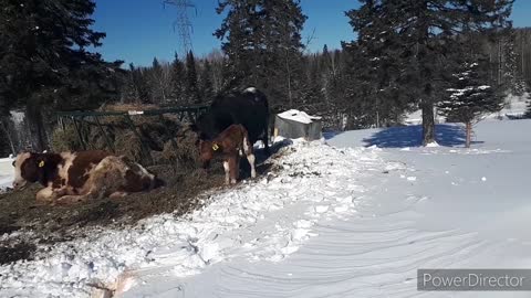 update on unexspected mid winter calving