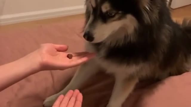 The dog plays guess food.