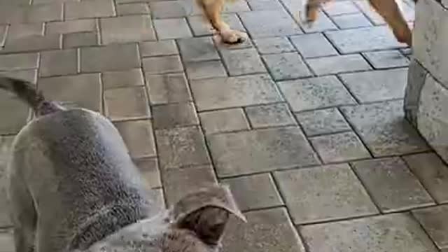 Ellie vs rex dogs#viral dogs #short dogs