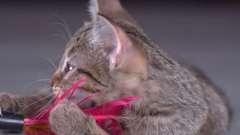 Adorable baby kitten playing with toy slow motion