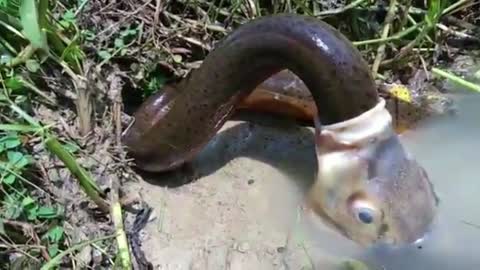 A fish swallows a snake 10 times larger and gets in serious trouble